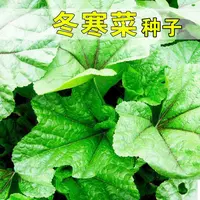 AA冬寒菜种籽冬种子糯米冬寒菜高钙菜四川秋冬季盆栽田园蔬菜孑