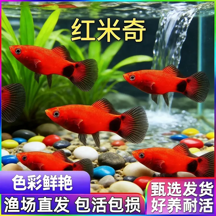 除藻 米奇鱼胎生小型观赏鱼好养活适合新手混养热带鱼