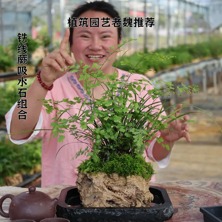 吸水石铁线蕨菖蒲组合盆景蕨类植物盆景室内盆栽好养水培植物商品图
