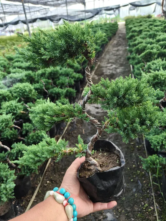 五层柏迎客松盆景适原土原盆发货盆破损不赔【植物图片仅供参考】