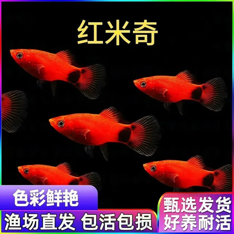 新手好养米奇胎生鱼直接生小鱼热带观赏鱼商品图