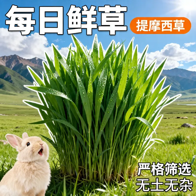 2026年新鲜提摩西草兔子草北提鲜草兔草粮兔饲料龙猫荷兰猪豚鼠草
