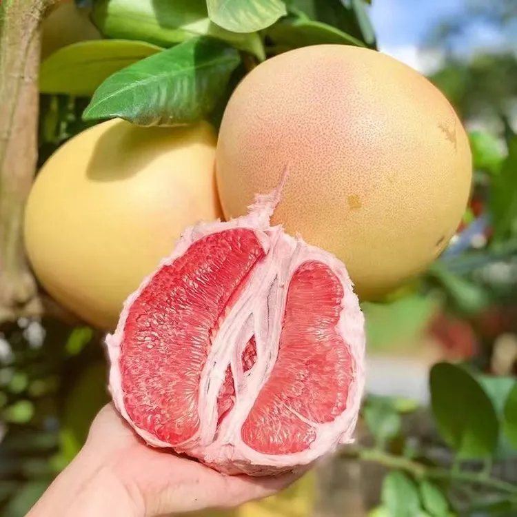 福建平和老树红心柚子红肉琯溪蜜柚应季新鲜水果皮薄多汁清甜可口