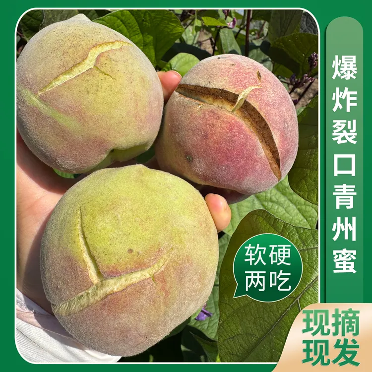 【裂口爆炸青州蜜桃】正宗青州蜜桃脆甜多汁脱骨离核丑桃现摘现发