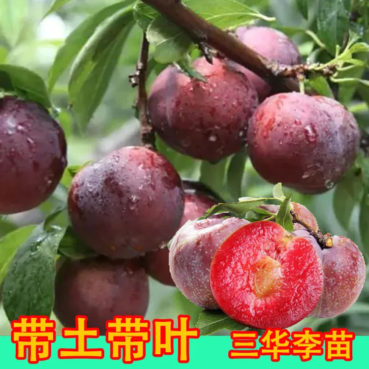 红心李子苗营养杯苗广西三华李树苗嫁接早熟三月李脱骨脆红李果树