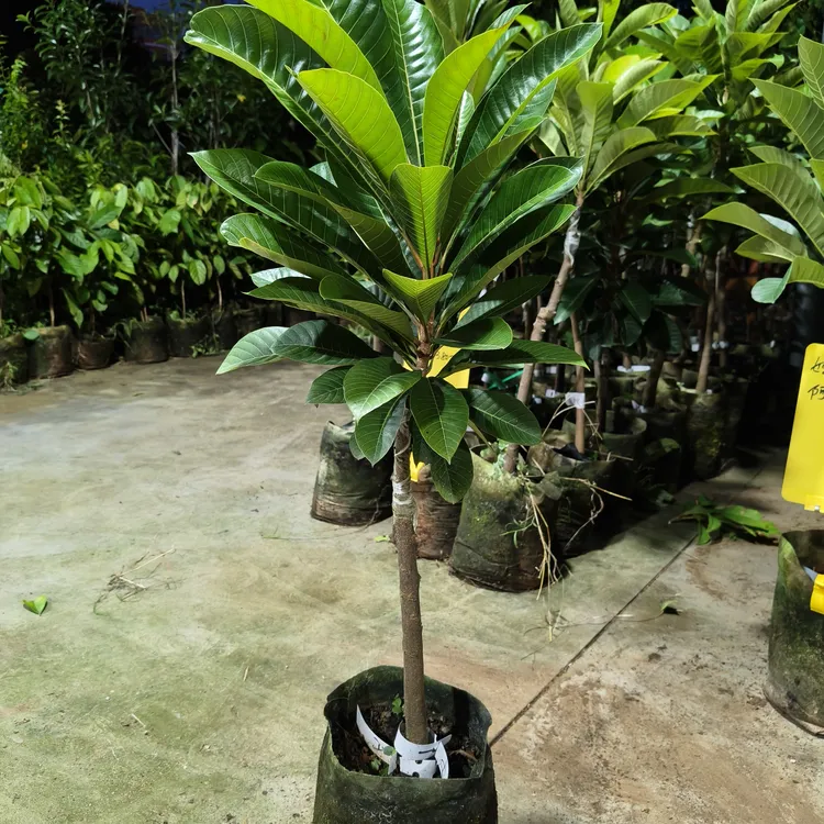 A仔妈咪苗 阿基尔 地栽盆栽庭园种植