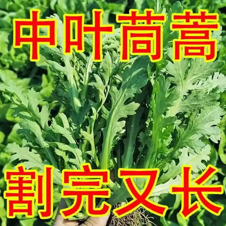 皇帝菜中叶茼蒿速生高产茼蒿种子家庭小院适种蔬菜种子