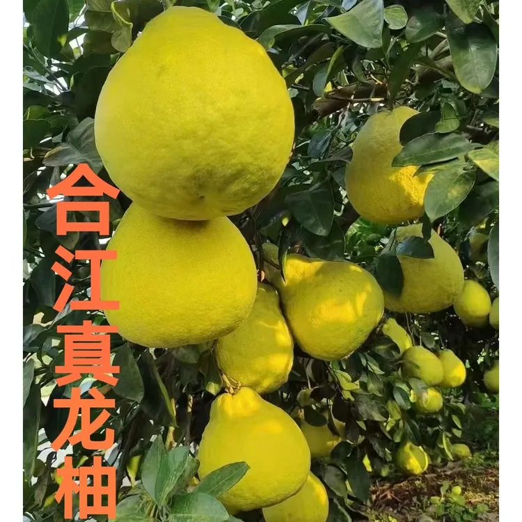 合江真龙柚《4个装》新鲜当季水果