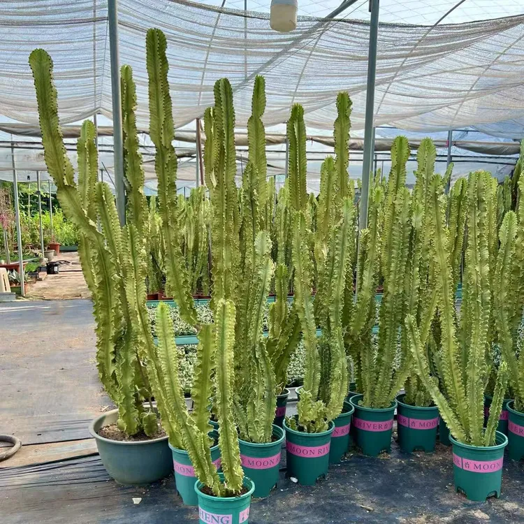 沙生景观植物美国大戟阁锦金黄仙人柱耐热耐高温户外庭院造景植物