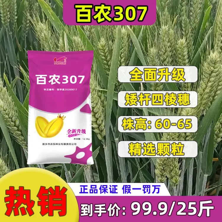 农乐{升级版百农307}高产抗病矮杆抗倒大穗小麦种子正品种植