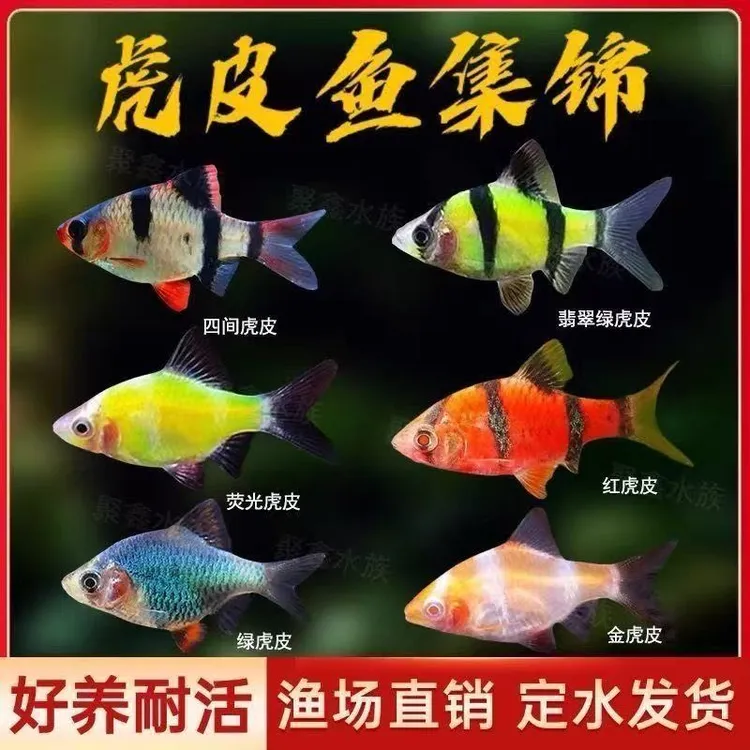 四色混发虎皮热带观赏小型活体宠物鱼耐活皮实好养