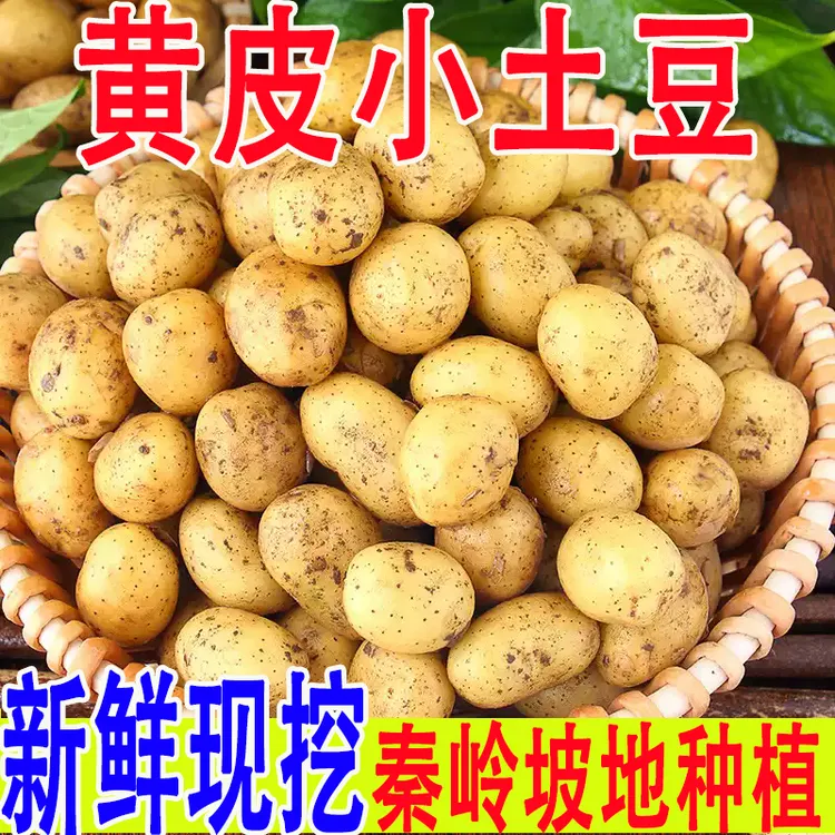 秦岭现挖黄心土豆小土豆正宗黄皮批发新鲜迷你马铃薯洋芋农家蔬菜