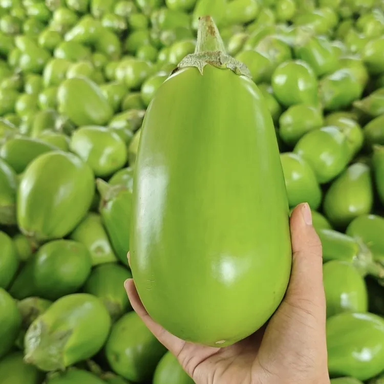 河南无籽头茬鲜嫩可口绿茄子产地直发青茄子当天采摘应季蔬菜
