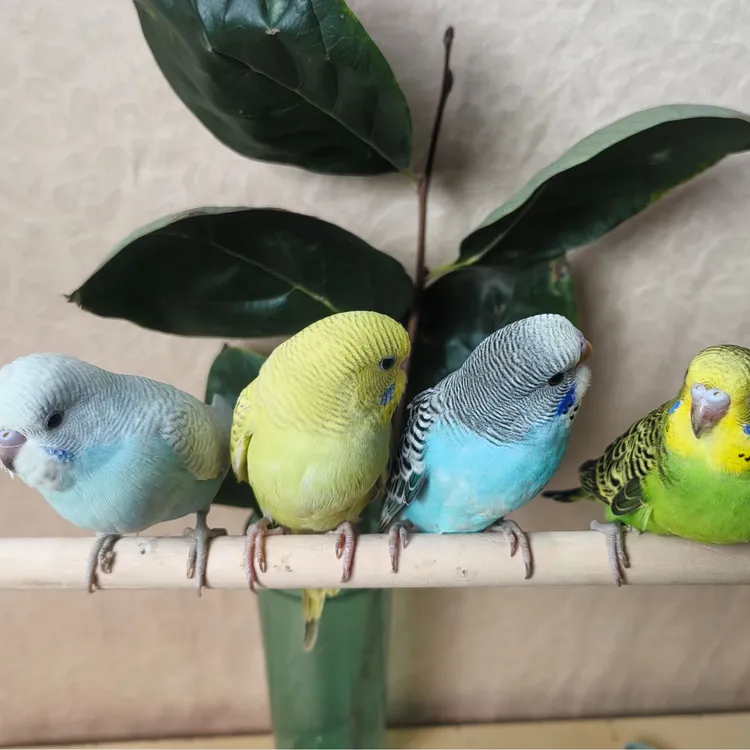 手养亲人粘人虎皮鹦鹉小型鸟观赏手养鸟