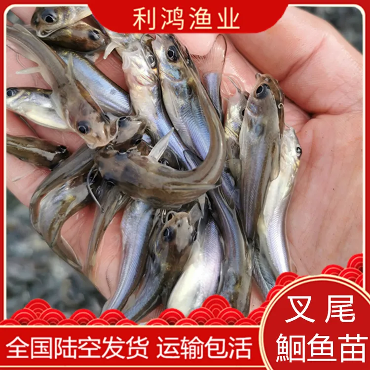 清江鱼 优质斑点叉尾鮰鱼苗 钳鱼梭边鱼长速快抗病强活体包活发货