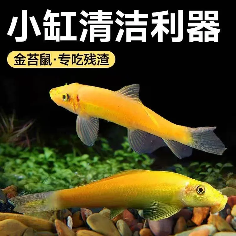 清洁鱼金苔鼠鱼清除藻粪便垃圾热带鱼彩虹鲨青铜鼠鱼缸工具老鼠鱼