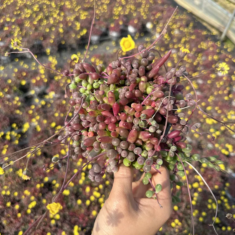 （紫玄月）多肉室外植物、可晒太阳可淋雨 好养耐热 多年生