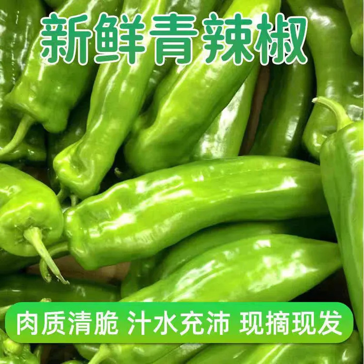 新鲜土辣椒薄皮微辣农家自种现摘现发蔬菜牛角椒