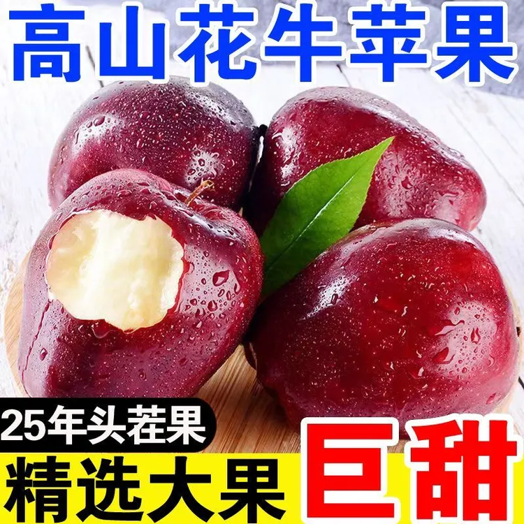 甘肃花牛苹果粉面香甜