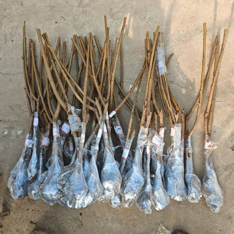树苗嫁接地栽树苗南方北方种植苗商品图