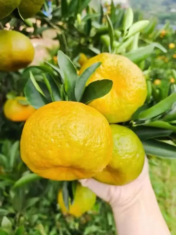 正宗永春芦柑顺丰快递带箱，5斤装10斤装新鲜采摘当季水果贡柑橘子