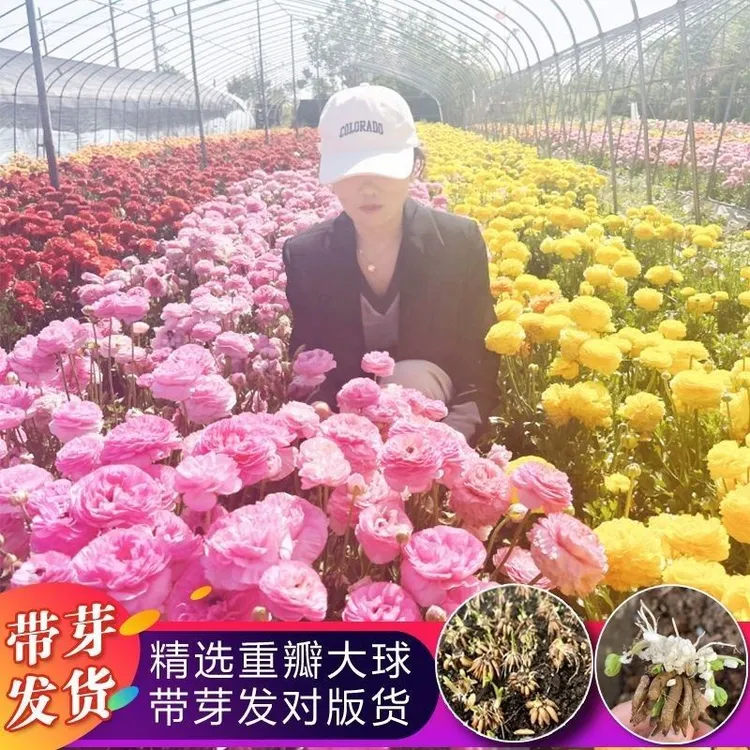 重瓣花毛茛洋牡丹种球多年生易养活庭院阳台花卉盆栽