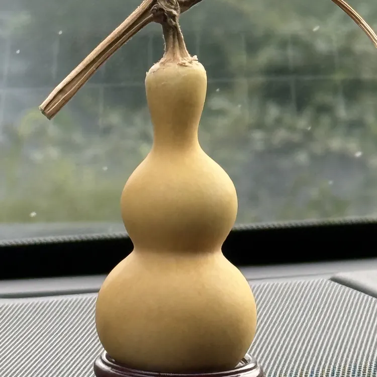 文玩精品天坛种子自培育六年