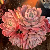 201杂交精品基地 10厘米