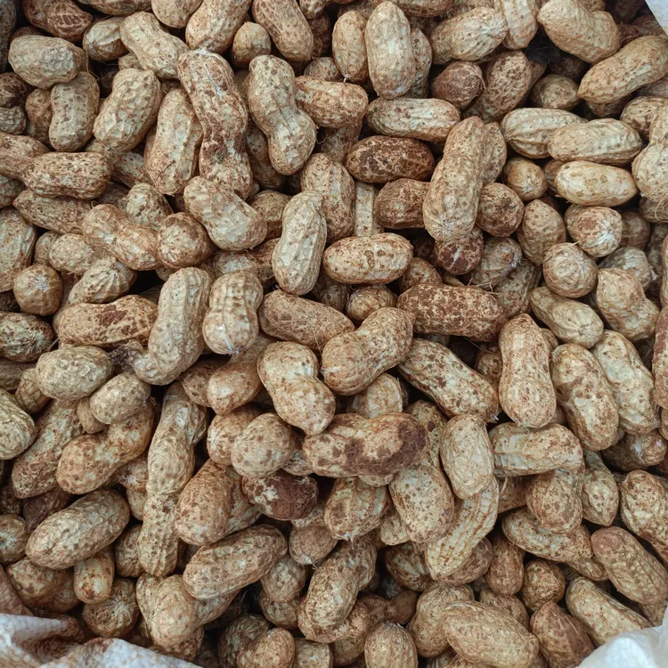 农家现挖新鲜湿花生带壳粉皮花生可水煮