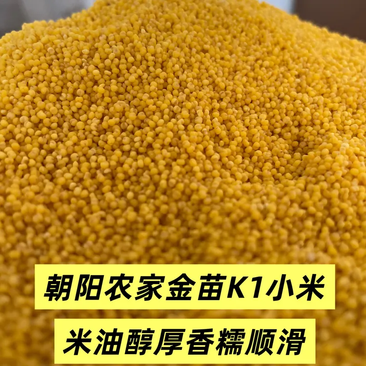 25年朝阳农家金苗K1小米 米油醇厚 香糯顺滑