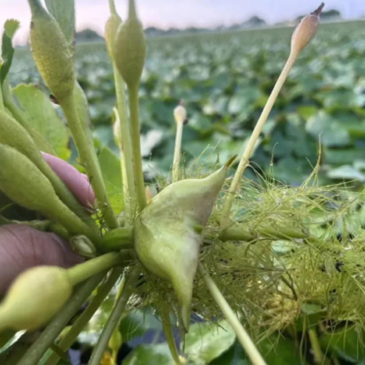 淮滨湿地薄壳流水河元宝菱角五斤