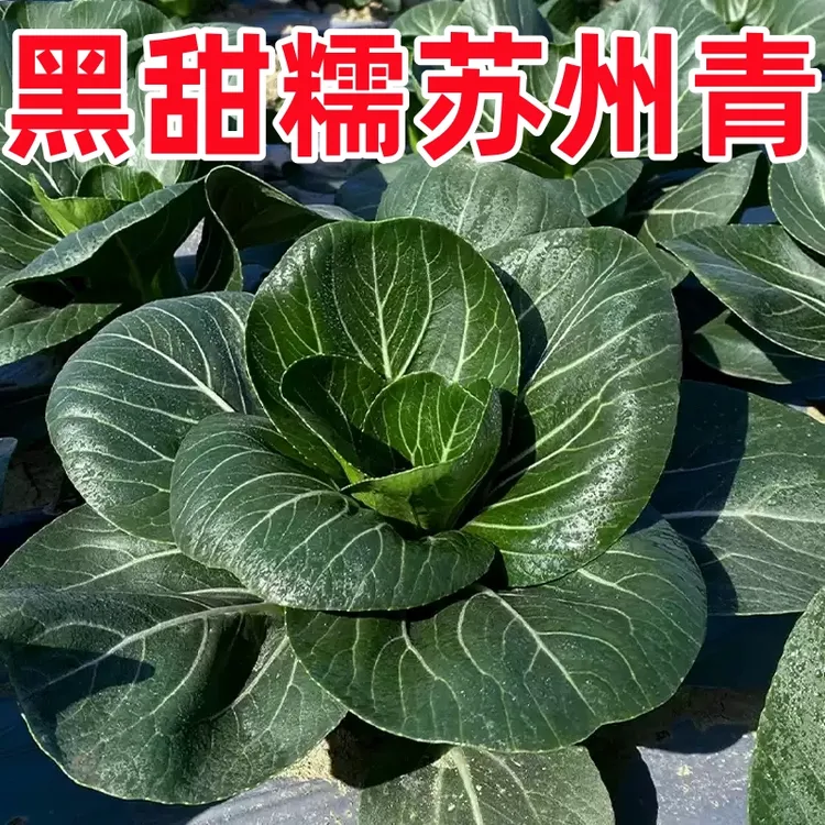苏州青种子黑甜糯黑大头黑叶矮脚青菜种籽四季青梗小白菜蔬菜孑