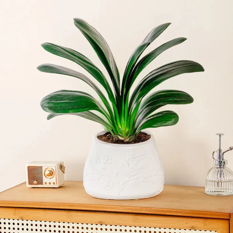 【花伴水】君子兰10-12片叶盆栽室内花卉植物客厅办公室兰花