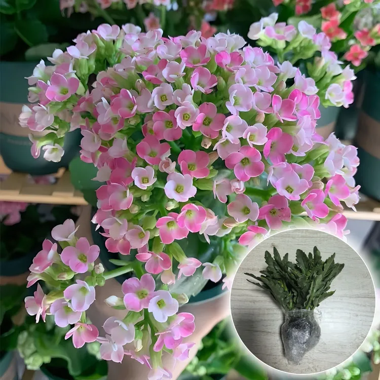 长寿花小苗金狐狸组合多肉植物花卉盆栽绿植懒人好养桌面盆栽植物