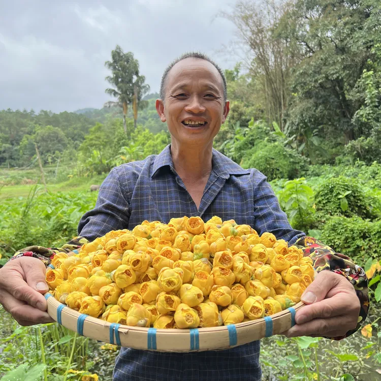 广西十万大山防城港金花茶冻干花正宗金花茶鱼嘴花型推荐50克包邮