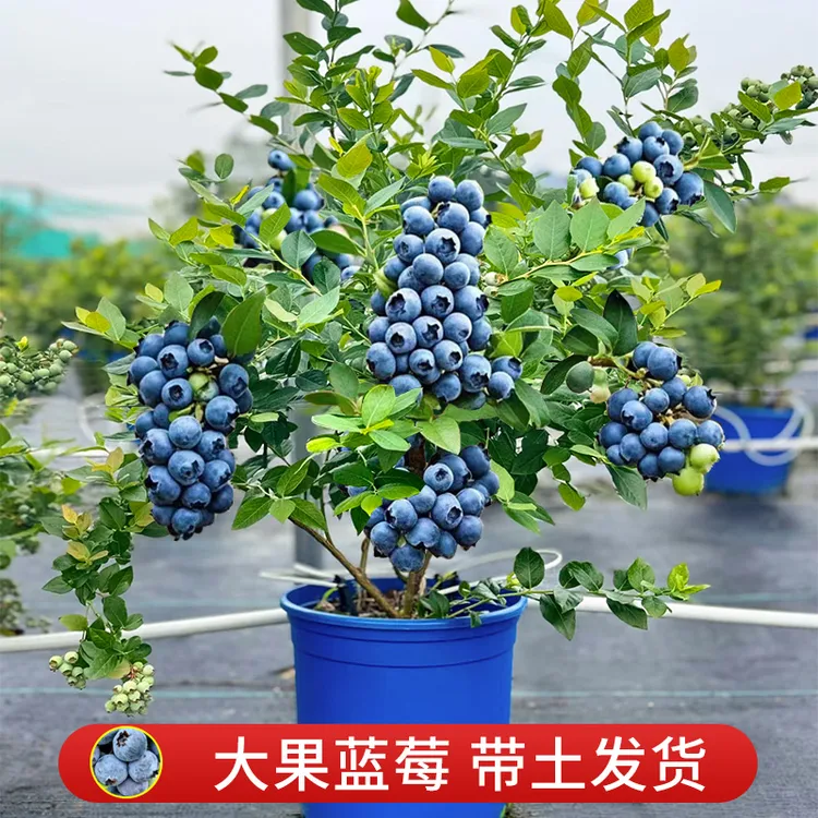 【买一送一】蓝莓树苗蓝莓苗果树苗盆栽地栽大果南北方种植四季结果