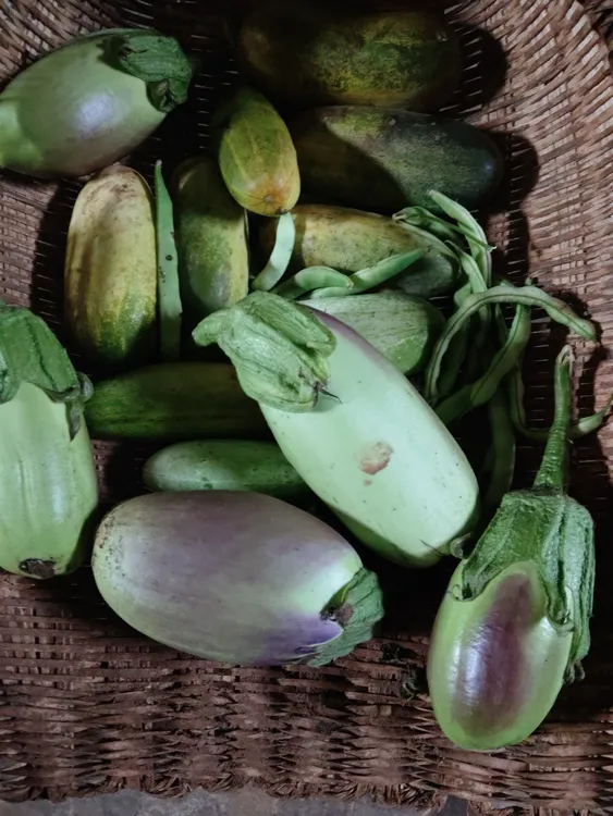 云南昭通高山茄子，本地茄子