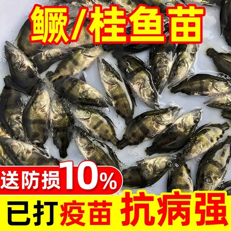 正品鳜鱼苗桂花鱼苗观赏红纹鳜食用翘嘴鳜大眼鳜白鳜淡水养殖包活