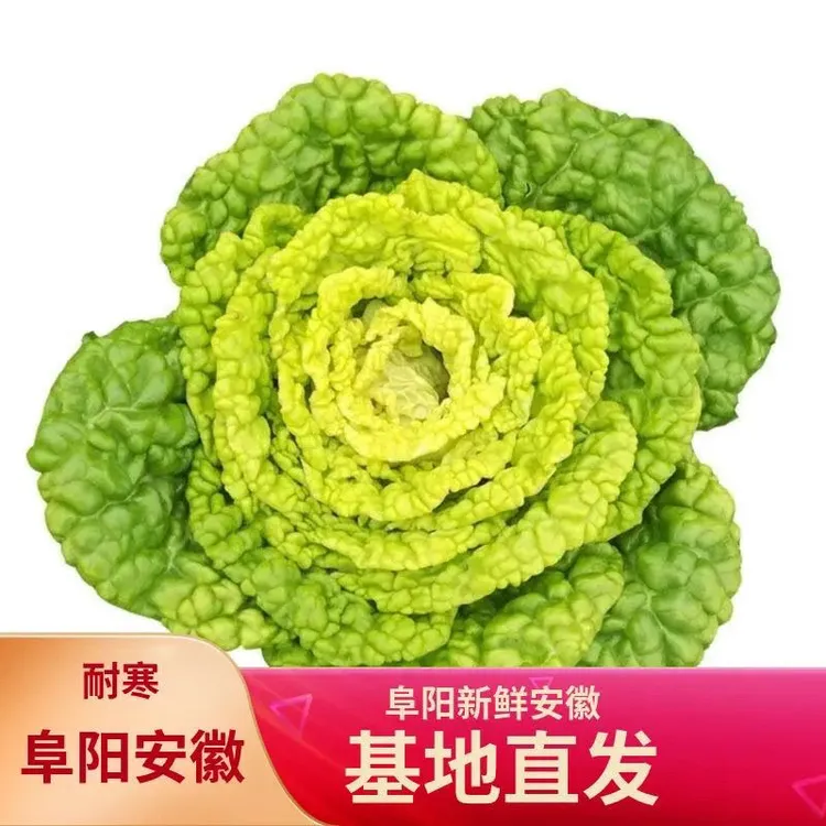 【阿玲专属】安徽阜阳黄心菜乌白菜菊花菜现挖现发黄心青菜纸箱包邮