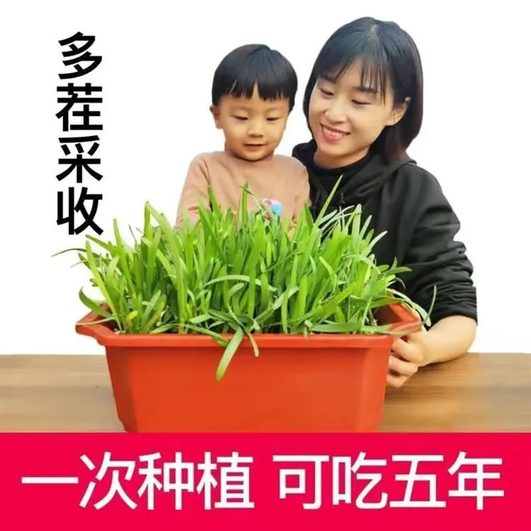 四季韭菜根苗带土现挖紫根大叶宽叶红根室内外阳台蔬菜苗种子秧苗