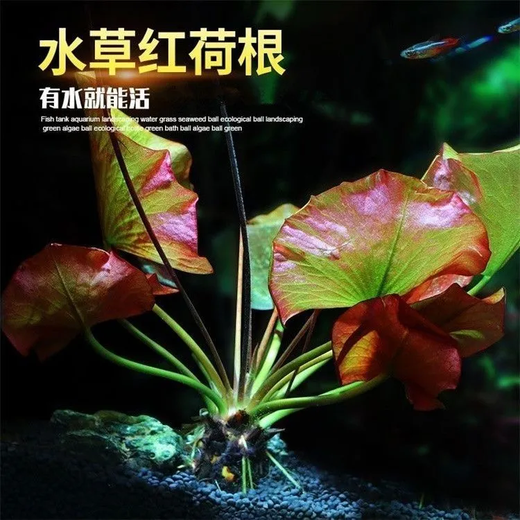 红荷根水草睡莲根块开花水草缸装饰造景易养懒人水培增氧净化水质