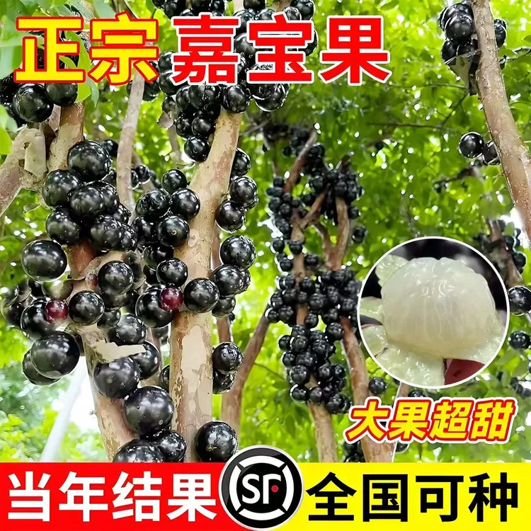 （一物一拍）沙巴嘉宝果树葡萄 艾斯卡 红妃 四季嘉宝果顺丰包邮