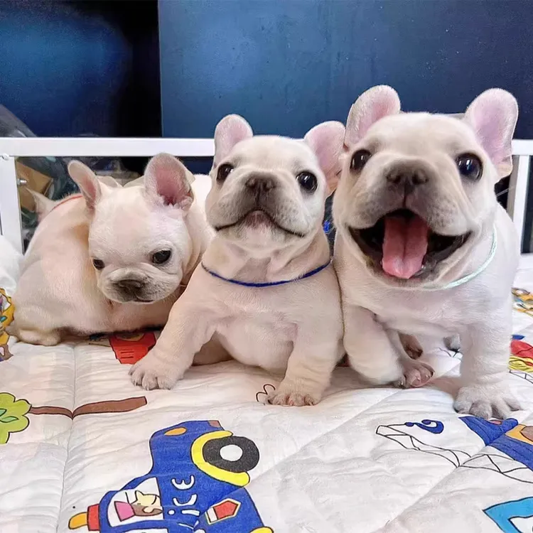 法牛 法斗法牛幼犬 法斗幼犬蓝牛黑白花法斗奶油法斗法斗法牛活体