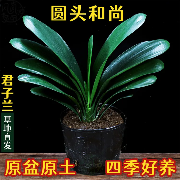 君子兰盆栽室内客厅花卉君子兰圆头和尚四季常青高档好养推荐兰花