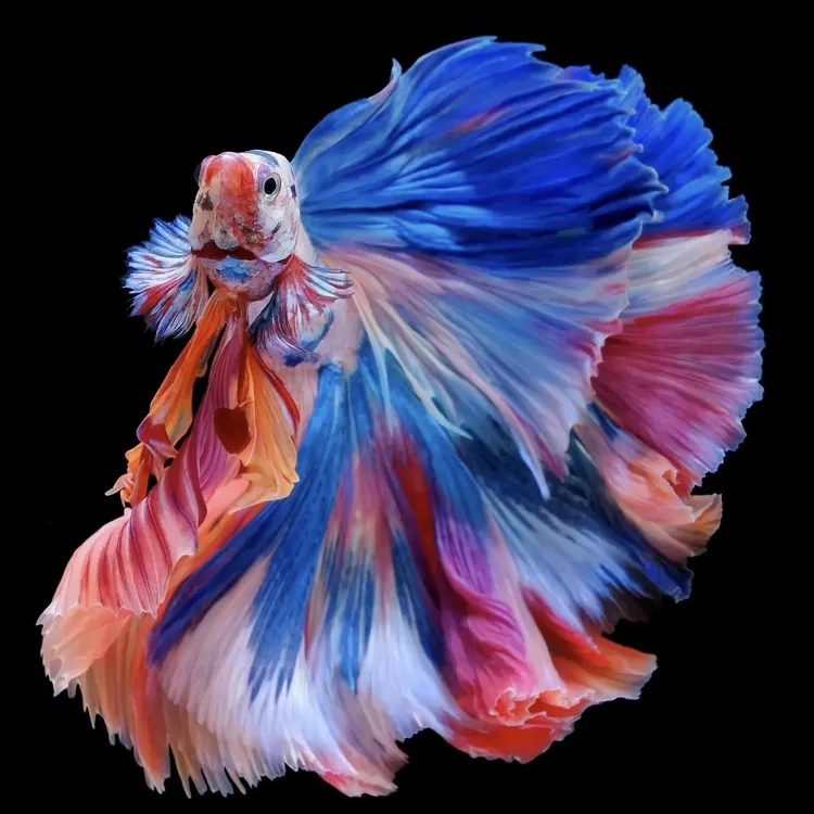 斗鱼热带适合桌面观赏