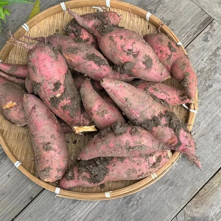 【香彬农品阁】重庆农家自种红薯现挖现发货