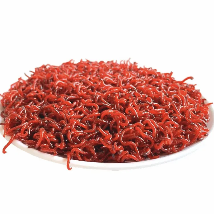 鲜活中小号虫鱼饵适用于鲫鱼野钓拉饵