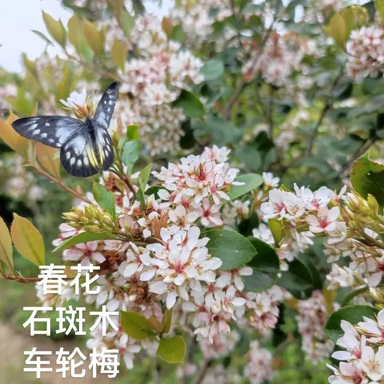 海岛春花车轮梅石斑木树苗庭院盆栽观赏树室内外盆栽盆景造型树苗