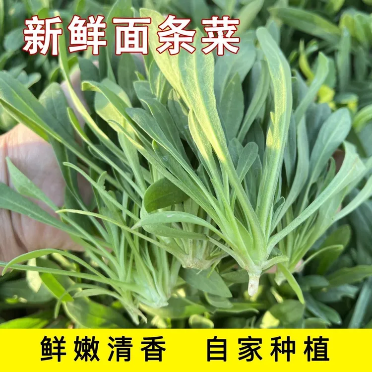 河南现挖新鲜面条菜农家自种应季时令蔬菜