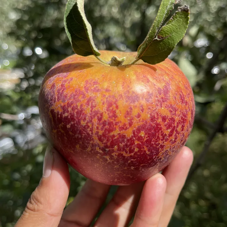 昭通丑苹果2001新鲜自家果园现摘现发，脆甜多汁正宗